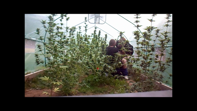 garden harvest video from 