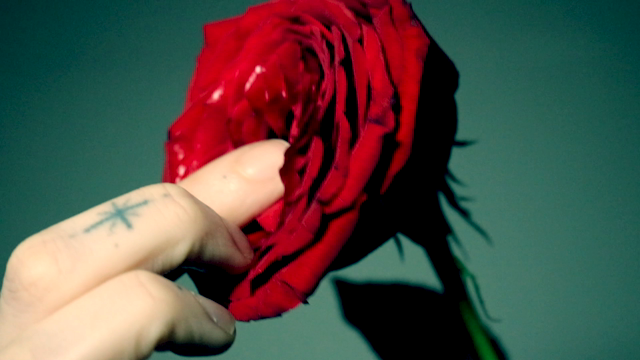 Rose video from Jasper