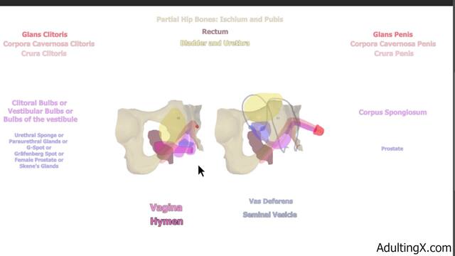 Female Anatomy and Homology video from Adulting