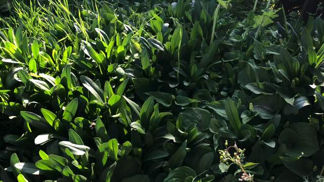 Metabolism Manipulation video from Enchantress