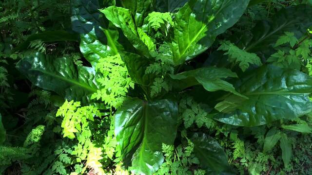 Bratty Feeder Backlash video from Enchantress