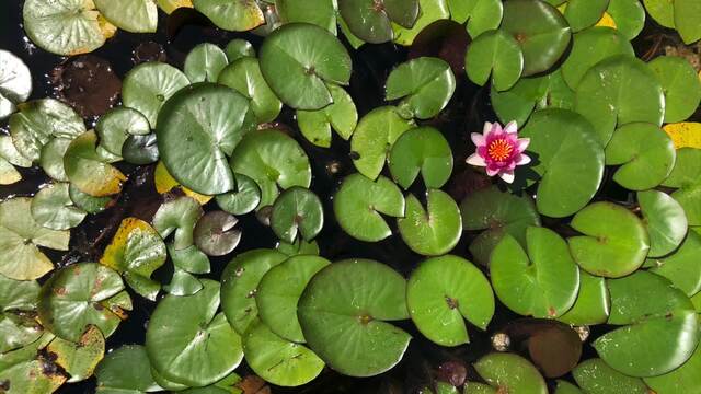 Forever Hungry video from Enchantress