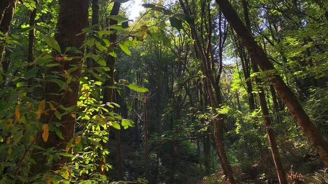 Piggy Prison video from Enchantress