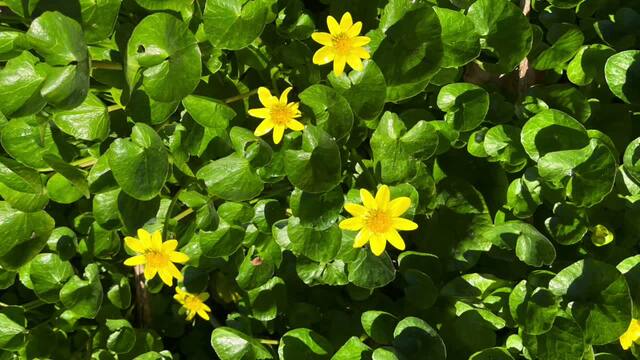 Fast Food Addicted video from Enchantress