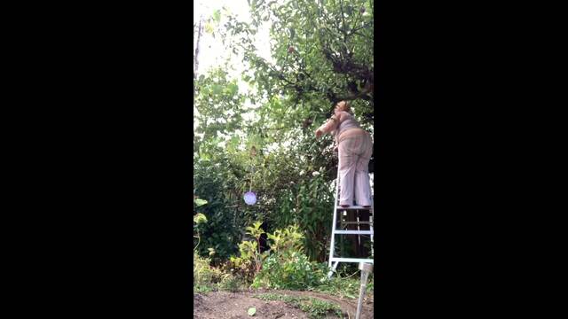 Apple picking with GEFM feat. Butt crack video from GreenEyedFreakyMom