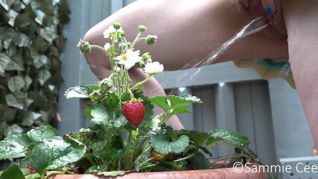 Watering My Strawberry Plant video from Sammie Cee